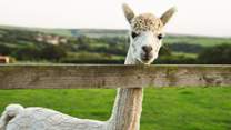 A resident Alpaca! You may see them as you explore the grounds where Barn Owl Roost is set.