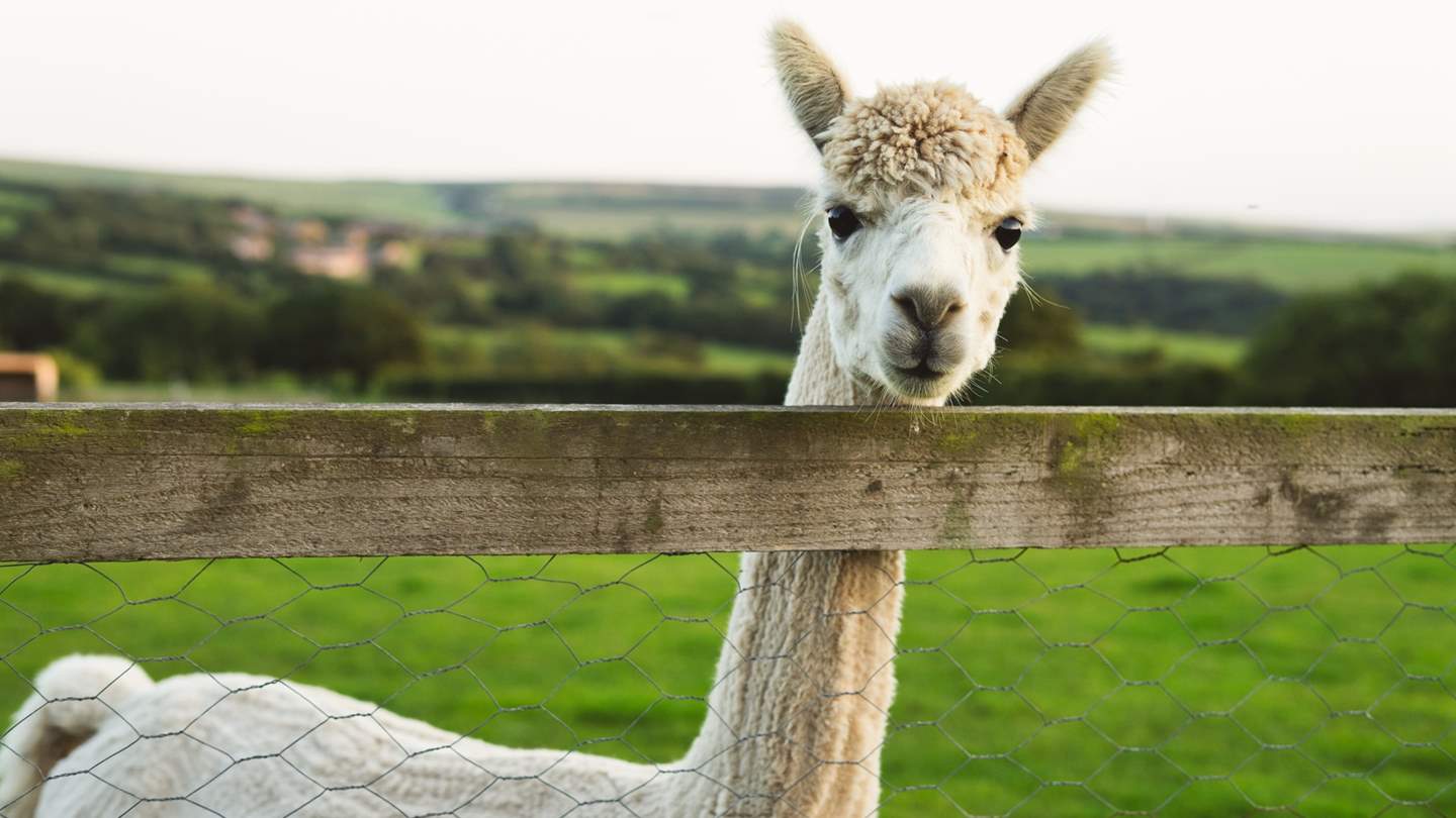 A resident Alpaca! You may see them as you explore the grounds where Barn Owl Roost is set.